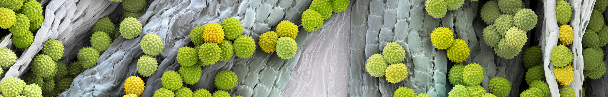 Micronaut Pollen Ambrosia 00061647 horizontal3