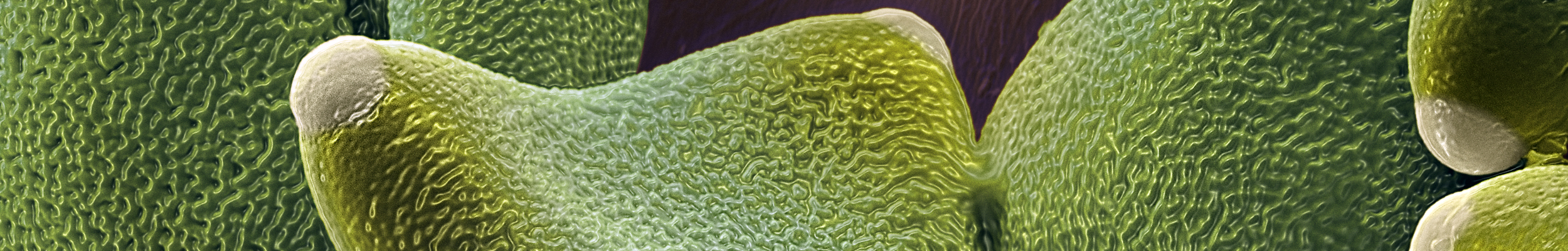 Micronaut Pollen Banksia 0012 horizontal2